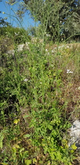 Pimpinella cretica