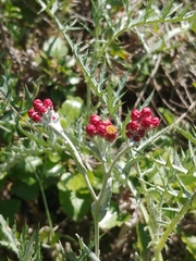 Helichrysum sanguineum