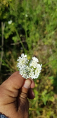 Pimpinella cretica