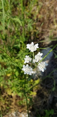 Pimpinella cretica