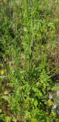 Pimpinella cretica