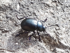 Timarcha goettingensis