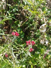 Helichrysum sanguineum