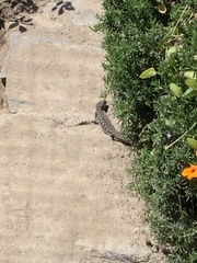 Elgaria multicarinata