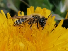 Andrena