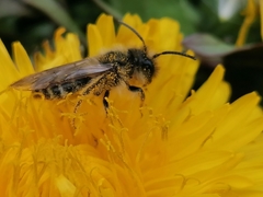 Andrena