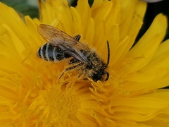 Andrena