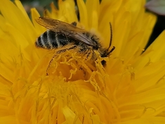 Andrena