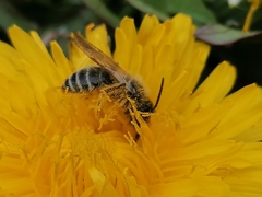 Andrena