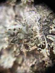 Pseudevernia furfuracea