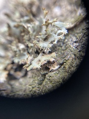 Pseudevernia furfuracea