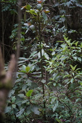 Saurauia ursina