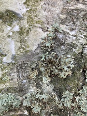 Pseudevernia furfuracea