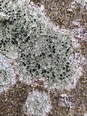 Lecidella elaeochroma