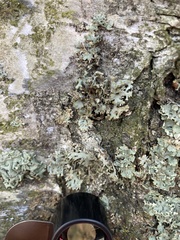 Pseudevernia furfuracea