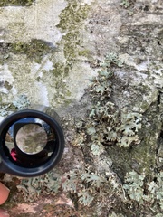 Pseudevernia furfuracea