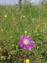 Centaurea crocodylium