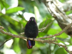 Anthracothorax mango