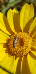 Scythris