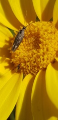 Scythris