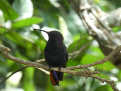 Anthracothorax mango