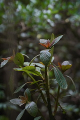 Saurauia ursina