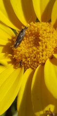 Scythris