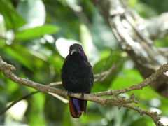 Anthracothorax mango