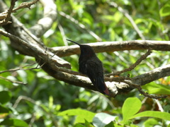 Anthracothorax mango