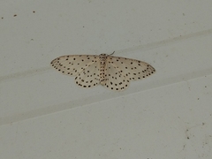 Xenoplia trivialis
