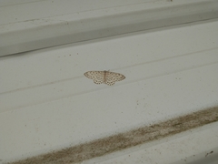 Xenoplia trivialis