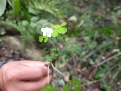 Dichocarpum adiantifolium