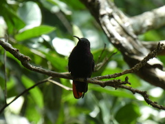 Anthracothorax mango