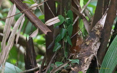 Pheugopedius maculipectus