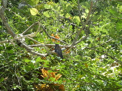 Anthracothorax mango