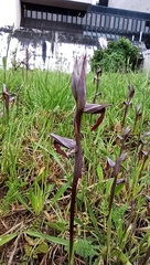 Serapias strictiflora