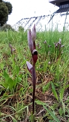 Serapias strictiflora