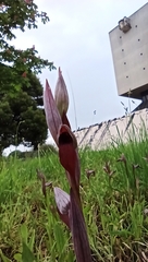 Serapias strictiflora