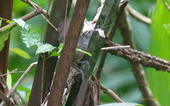 Pheugopedius maculipectus