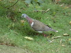 Leptotila jamaicensis