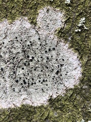 Lecidella elaeochroma