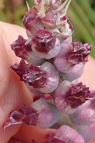 Image of Lachenalia elegans by no rights reserved