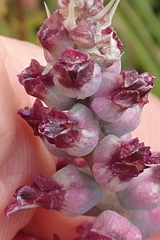 Lachenalia elegans