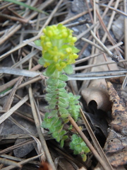 Cruciata laevipes