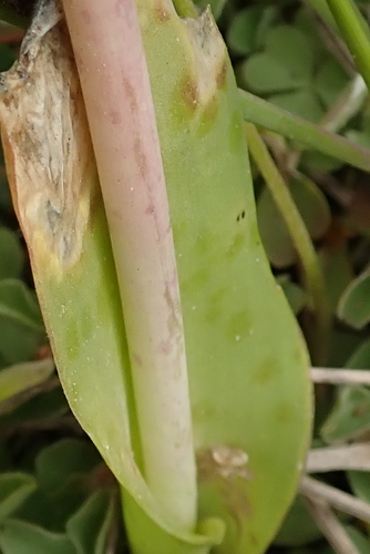 Image of Lachenalia elegans by no rights reserved