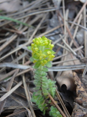 Cruciata laevipes
