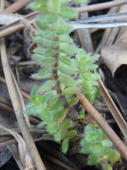 Cruciata laevipes