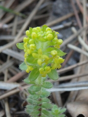 Cruciata laevipes