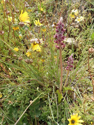 Image of Lachenalia elegans by no rights reserved