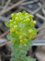 Cruciata laevipes